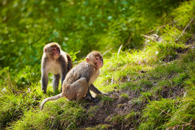 Rhesus macaques in India