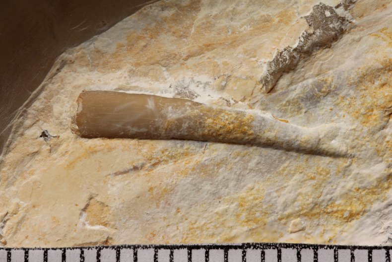 Pterosaur tooth