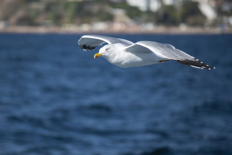 File photo: Albatross
