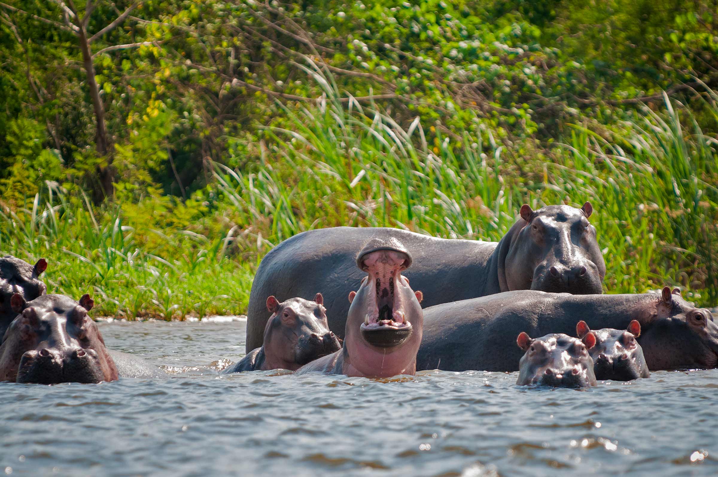 Pablo Escobar's Hippos Are Thriving in Colombia and Wreaking Havoc ...