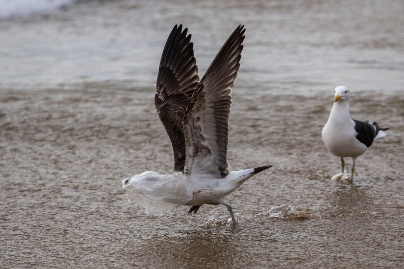 seabird, plastic