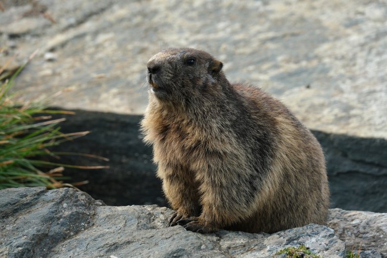 History of How Animals Began Predicting Weather For Groundhog Day