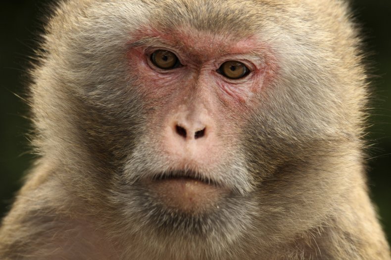 rhesus macaque monkey, hong kong,