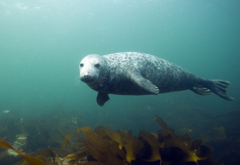 Gray Seal, Farne Islands