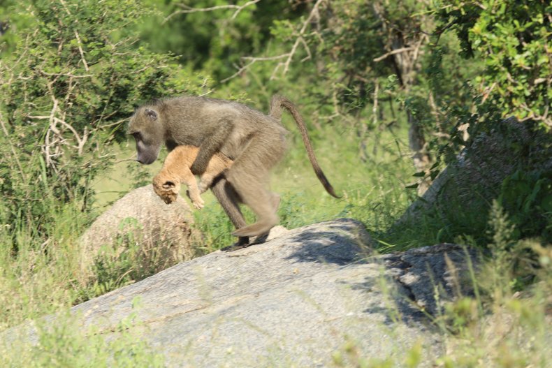 Baboon takes lion cub
