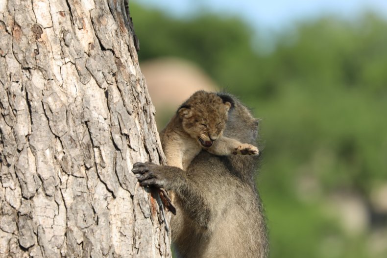 Baboon kidnaps lion
