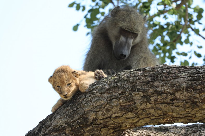 Baboon kidnaps lion cub