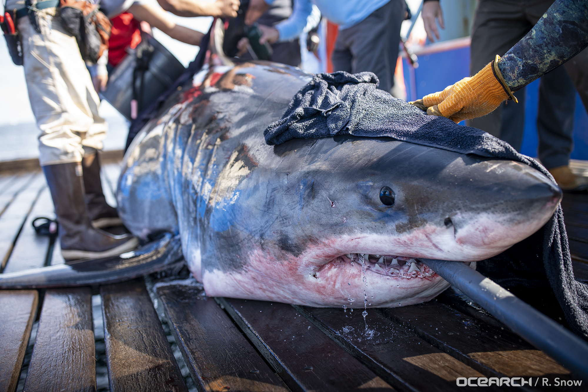 Huge Great White Shark Unama'ki Spotted Further Northeast in Gulf of