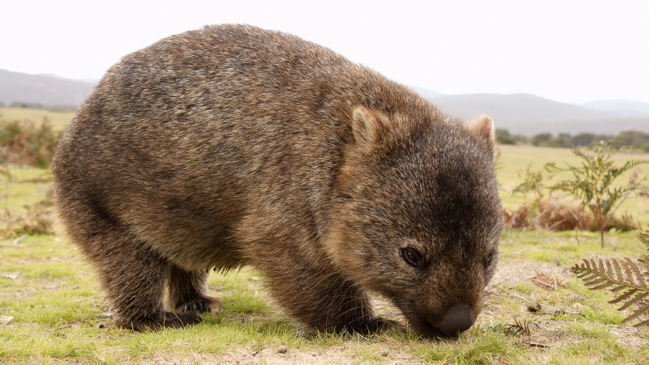 Wombat перевод. Вомбат в Австралии. Длинношёрстные вомбаты. Сумчатый вомбат. Короткошёрстный вомбат.