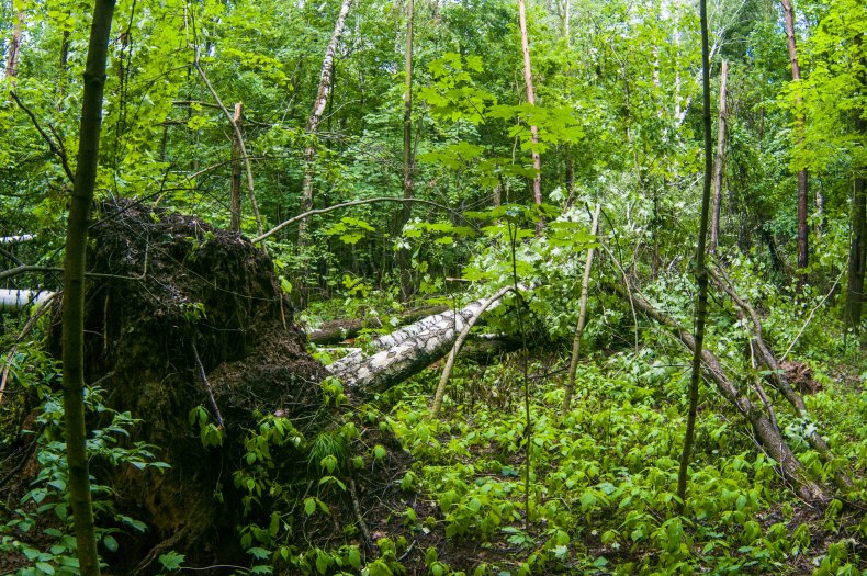 Trees Damaged in Storm