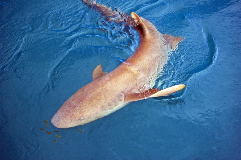 A tawny nurse shark grazes on the surface of Talbot Bay