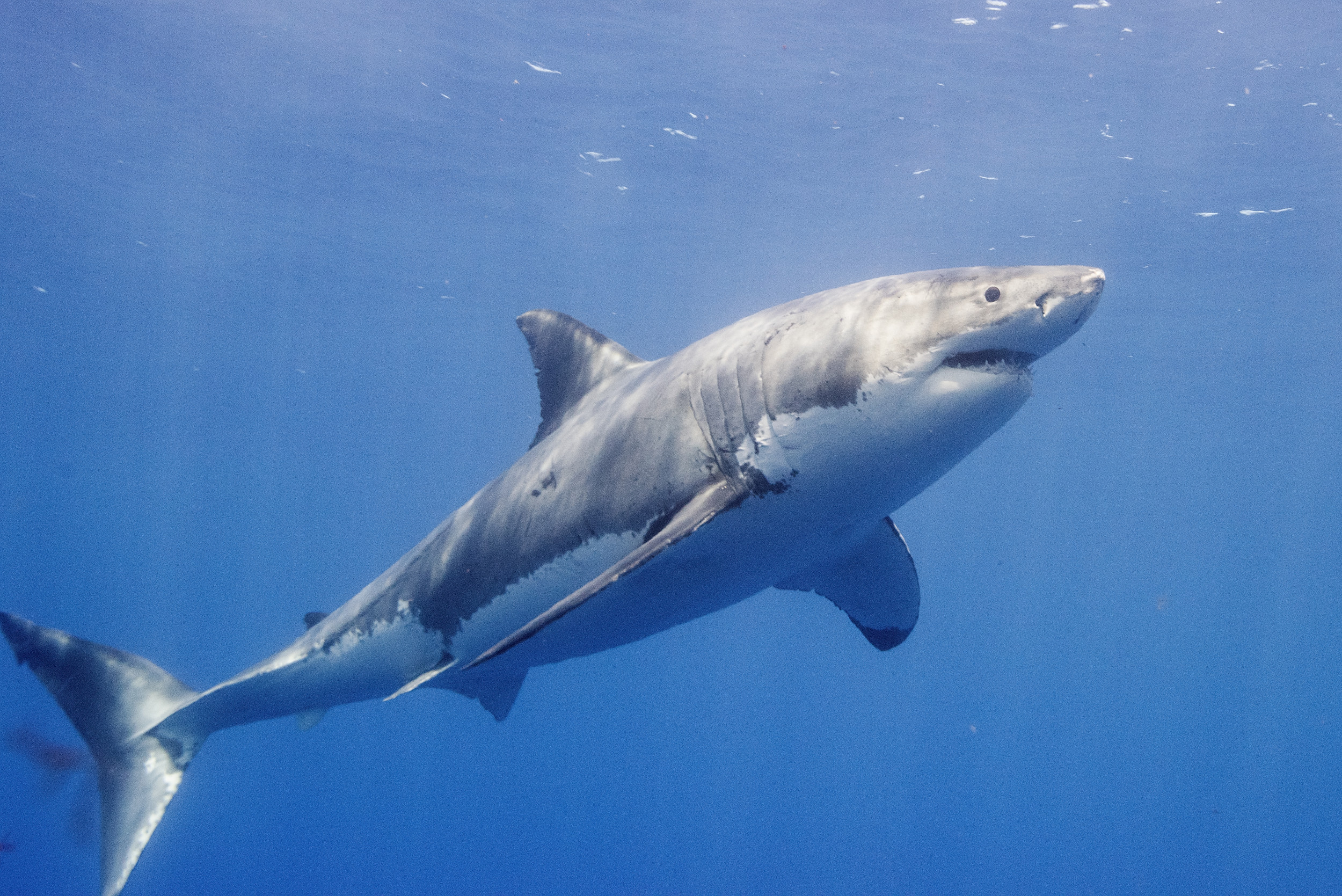 Great White Sharks Spotted in 'Big Grouping' Off Coast of ...