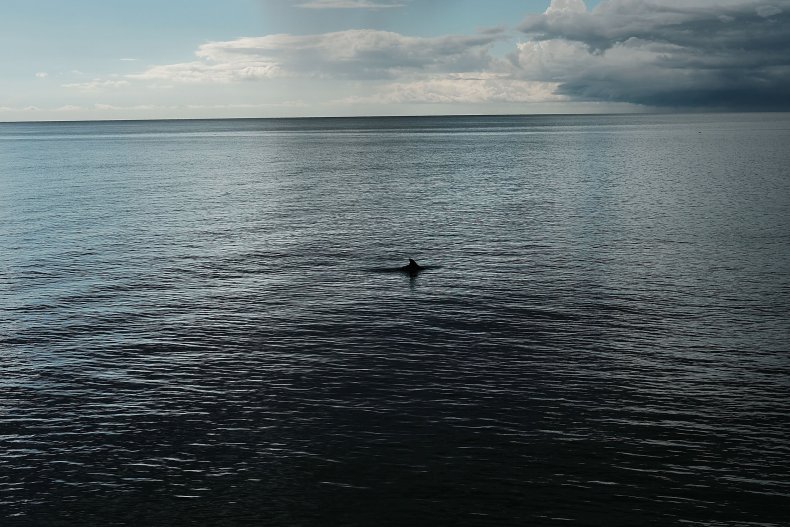 Dolphin Naples Florida 2018
