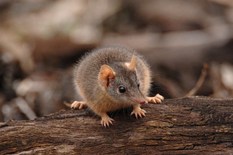 Yellow-footed antechinus