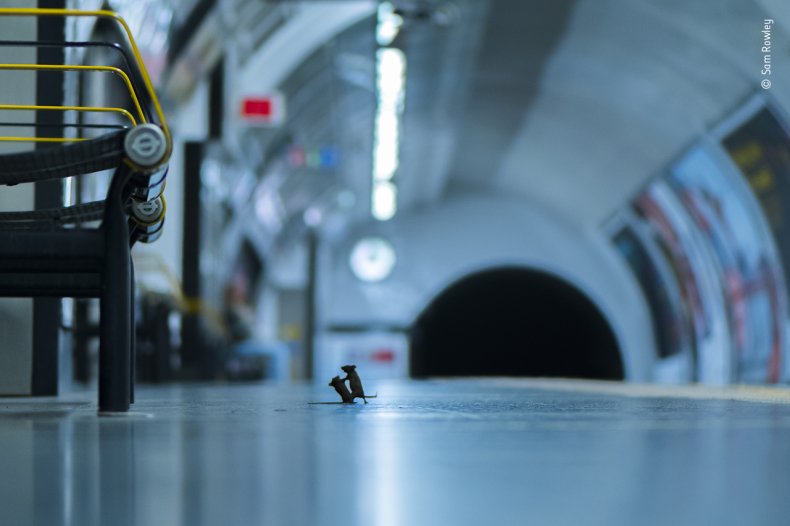Sam Rowley - Wildlife Photographer of the Year