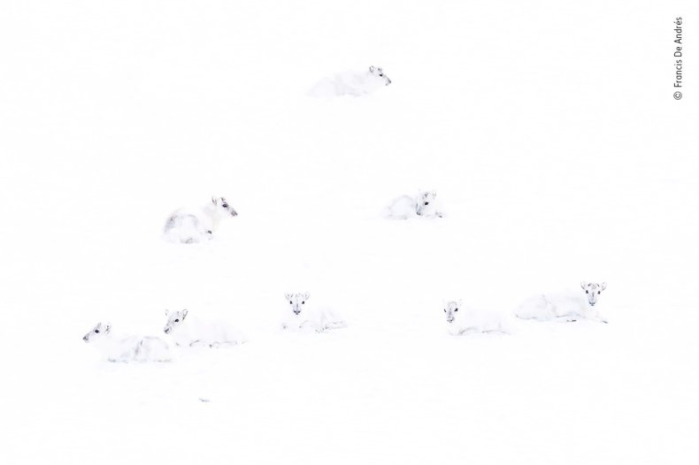 Francis De Andres - Wildlife Photographer of the Year