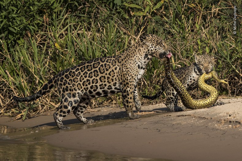 Michel Zoghzoghi - Wildlife Photographer of the Year