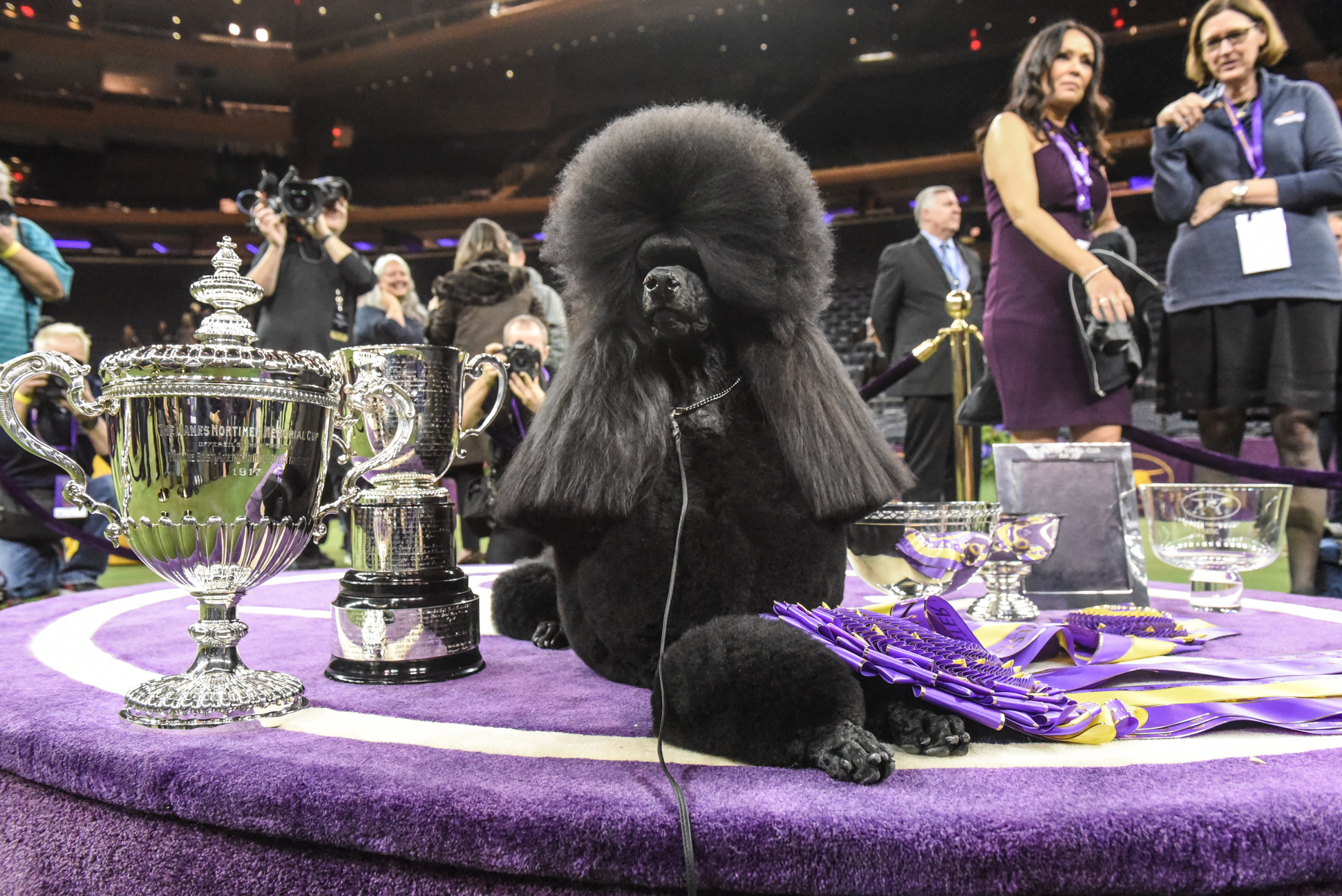 standard poodle westminster dog show