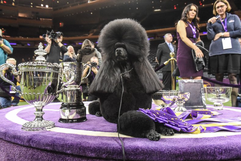 Meet the Poodle That Won the Westminster Dog Show's Best In Show