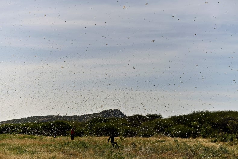 Swarm of locusts aggregates near Lerata village
