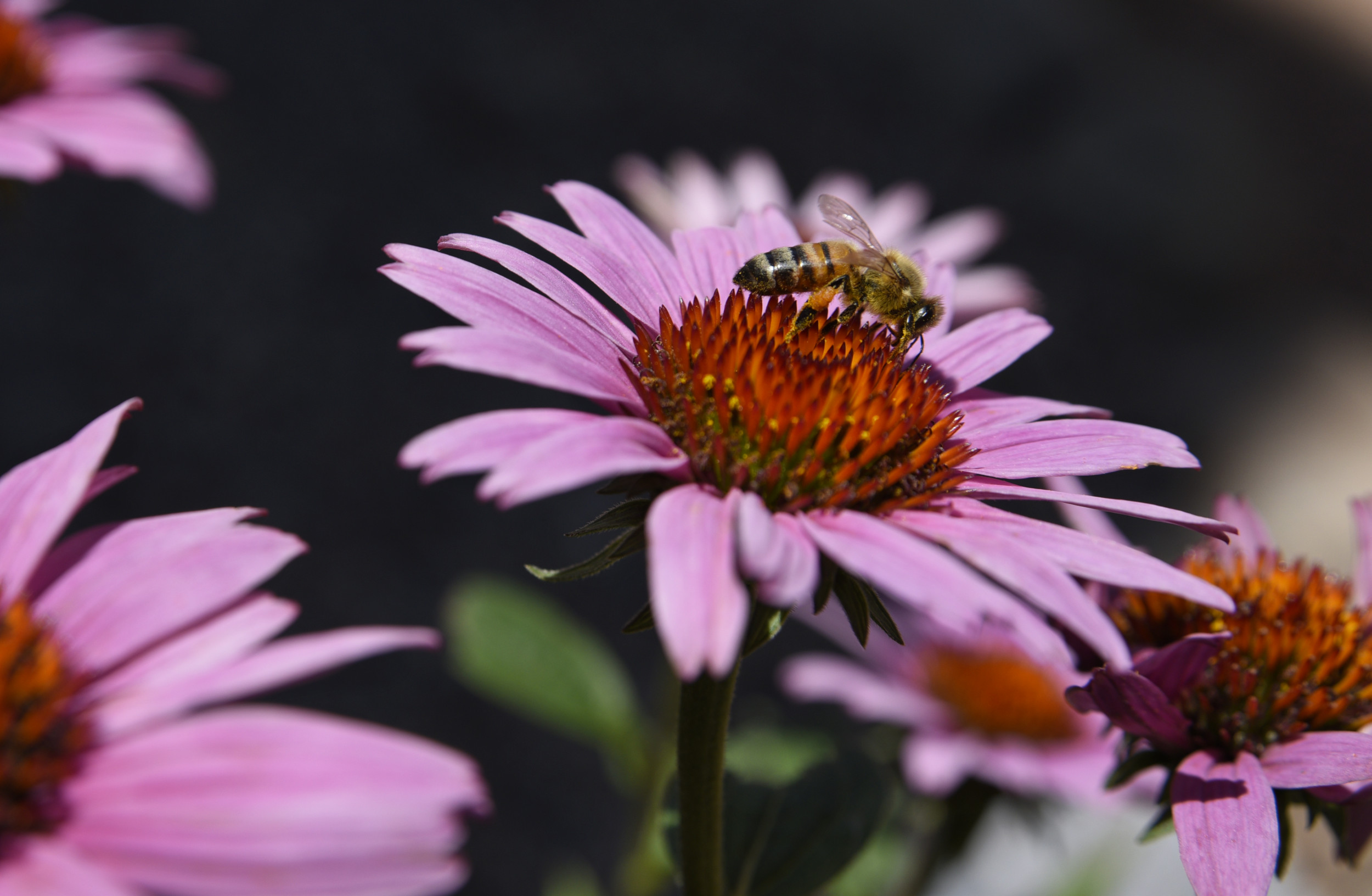 Ball's bees: Why a former Bengals RB turned to beekeeping