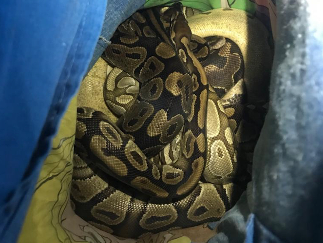 toy boa vs python