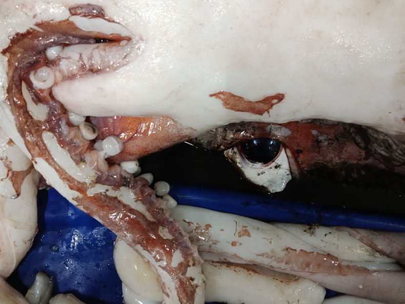 giant squid
