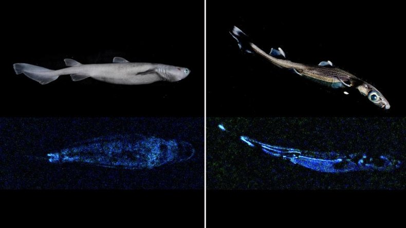 seal shark, lucifer dogfish