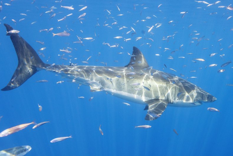 A great white shark