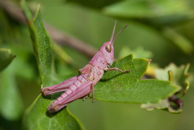 Pink grasshopper