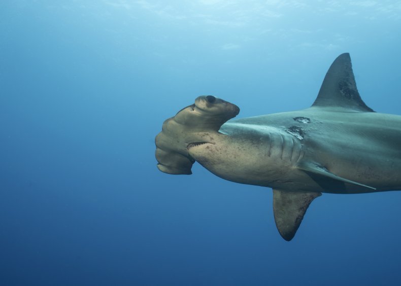 Scalloped Hammerhead Shark in Galapagos Island