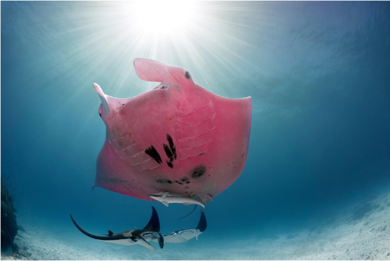 Pink Reef Manta Ray
