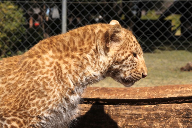 Red Leopard