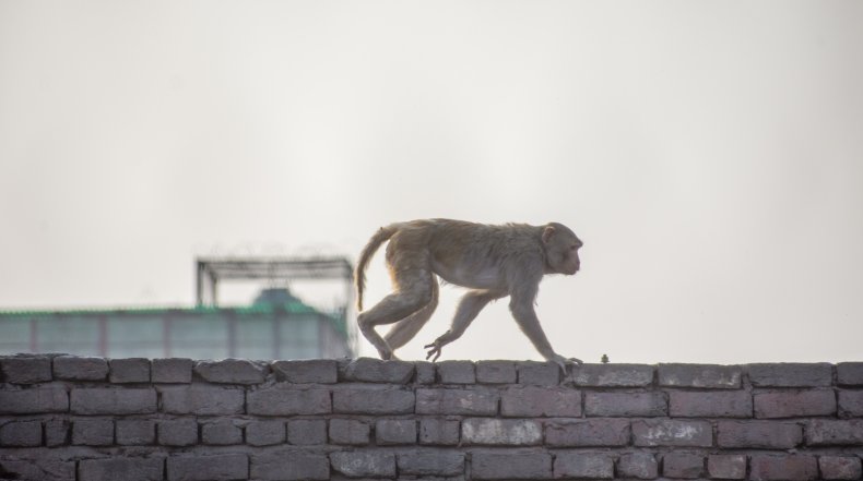 Monkey Taj Mahal