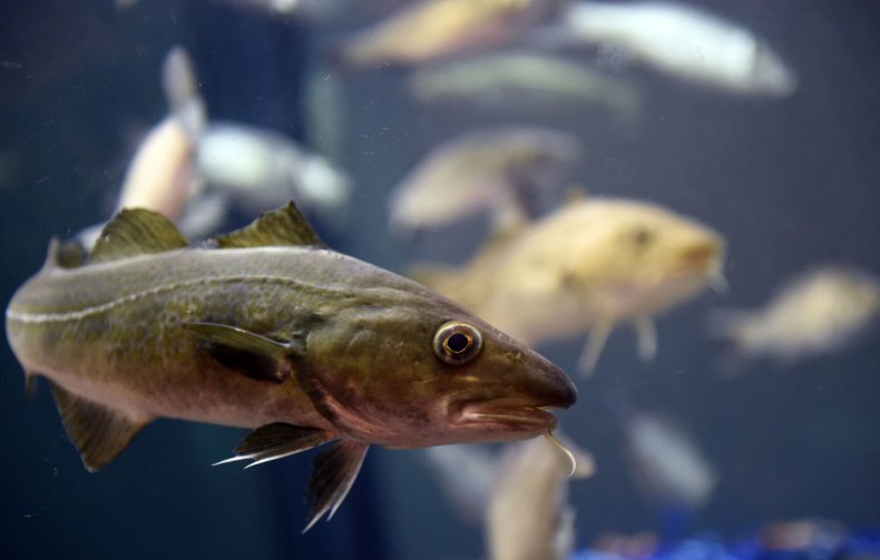 Pacific Cod during the Paris international agricultural fair