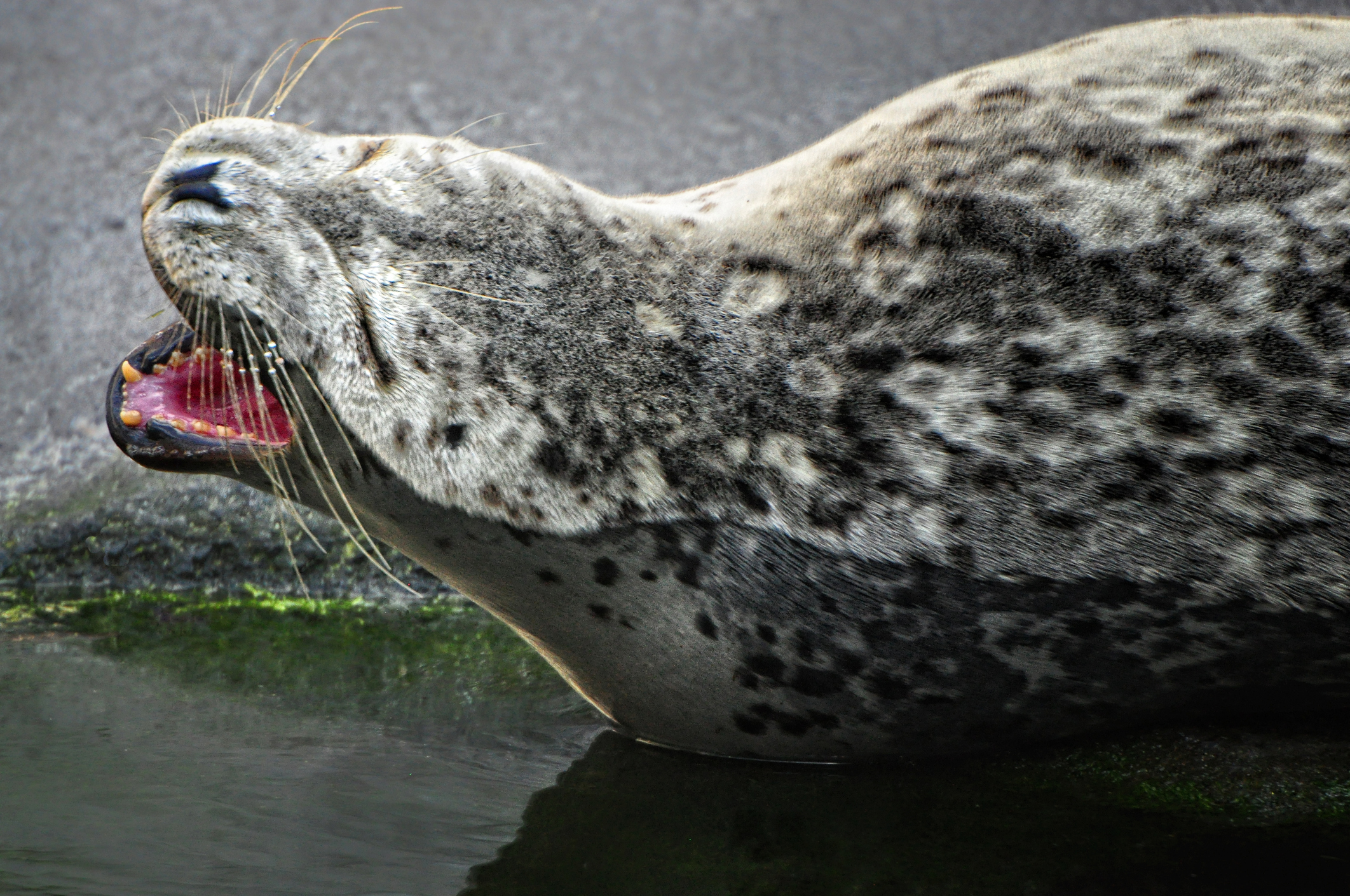 Alaska's Marine Ecosystem Experienced 'sudden And Dramatic Shift' Due 