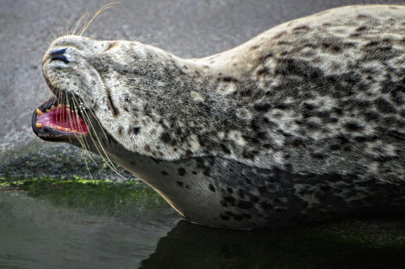 An Alaskan Harbor Seal in the middle of a yawn.