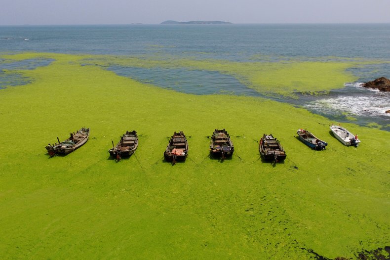 Green Algae