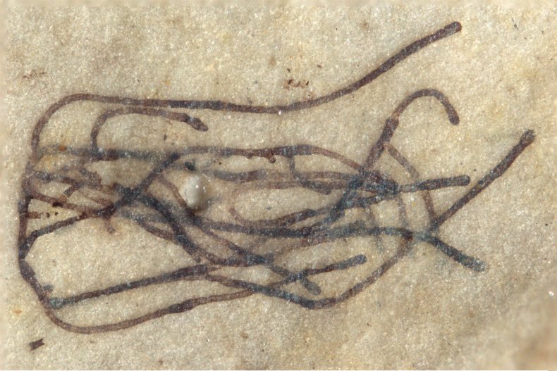 ancient seaweed