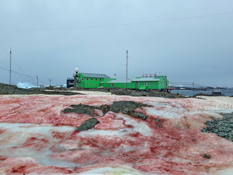 watermelon snow