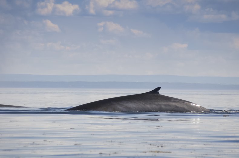 blue whale
