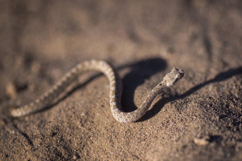 Snakes stock