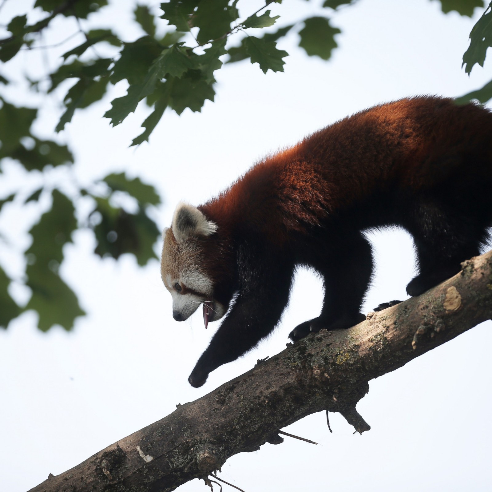 Red Pandas Are Two Separate Species Study Finds