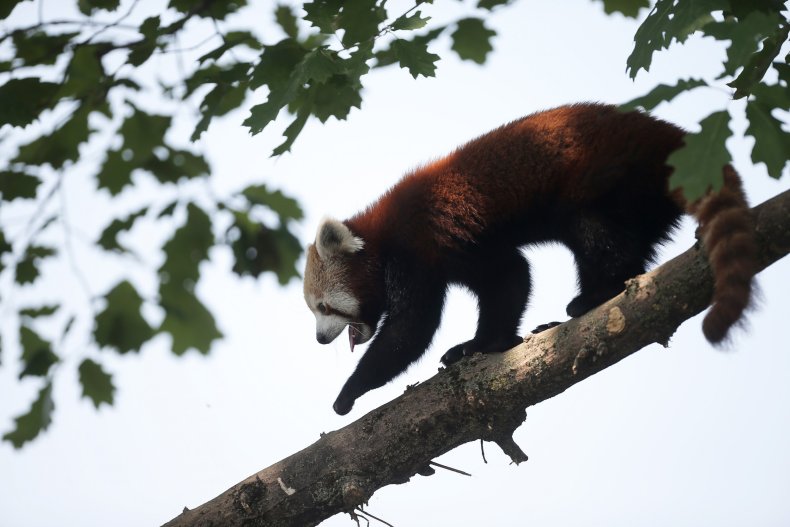 Red Panda. Zoom Torino