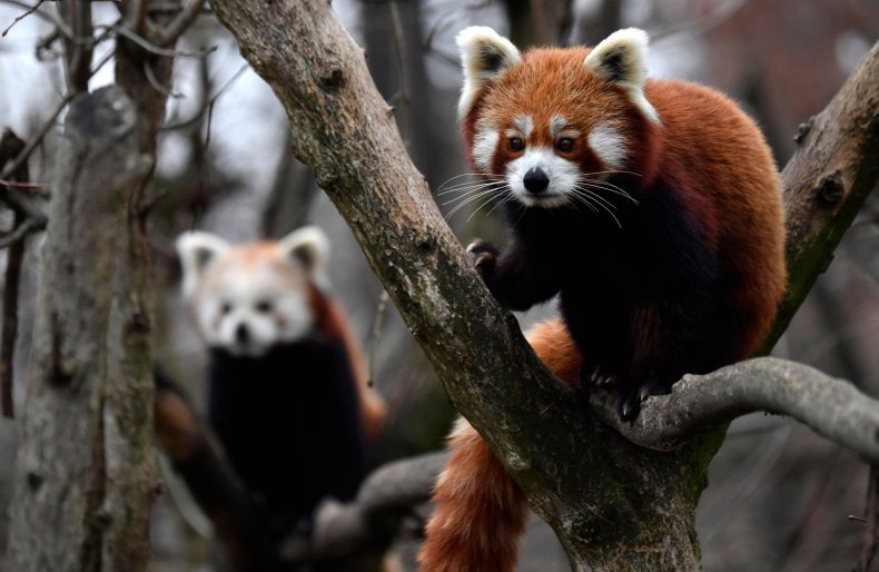 Red panda Berlin's Tierpark zoo