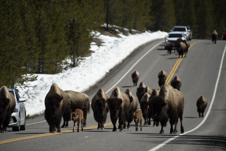 Yellowstone bison herd
