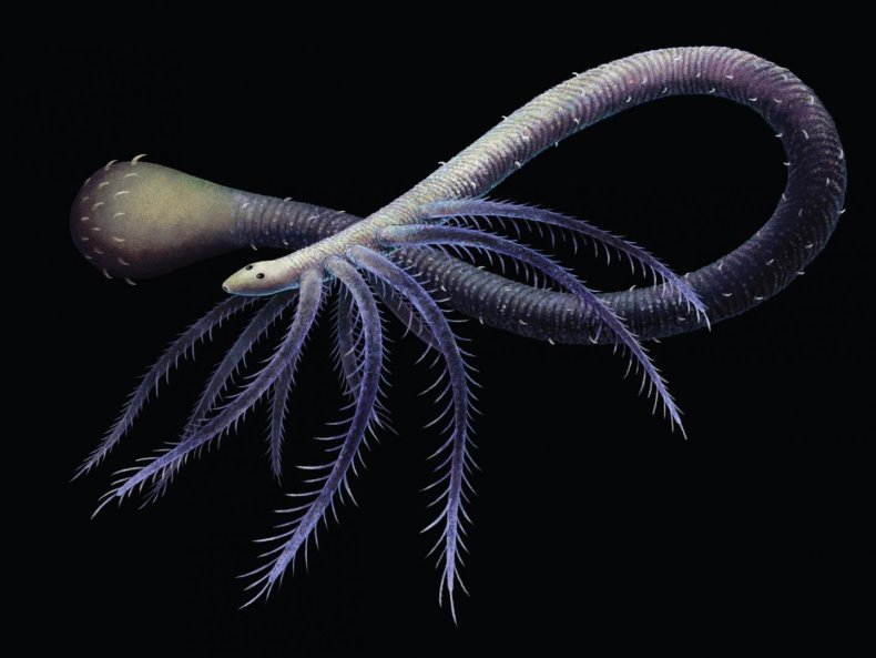 Facivermis illustration