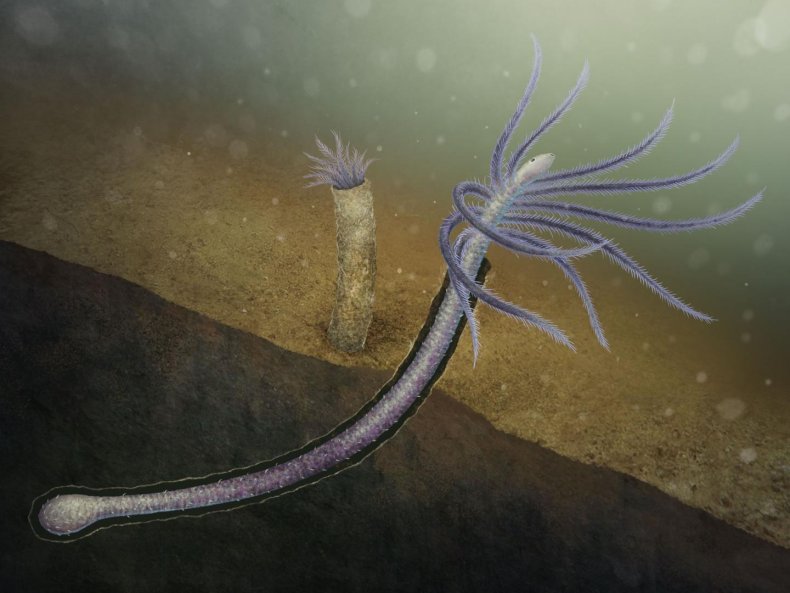 Illustration of Facivermis