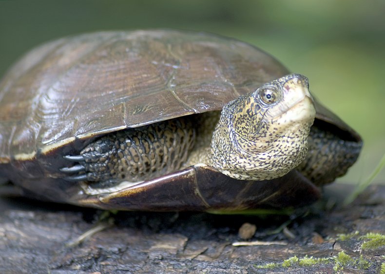 western pond turtle