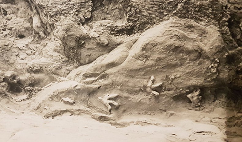 Dinosaur Tracks Mount Morgan